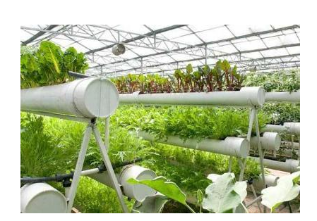 淺談蔬菜有機無土栽培技術的優勢及推廣對策