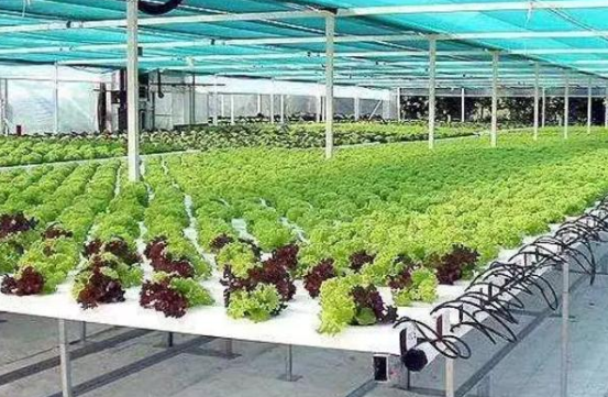 淺談無土栽培不同營養液濃度對葉類蔬菜的影響