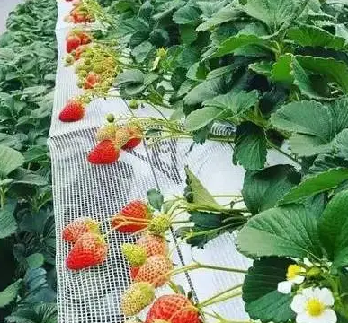 草莓無土栽培模式與營養供給