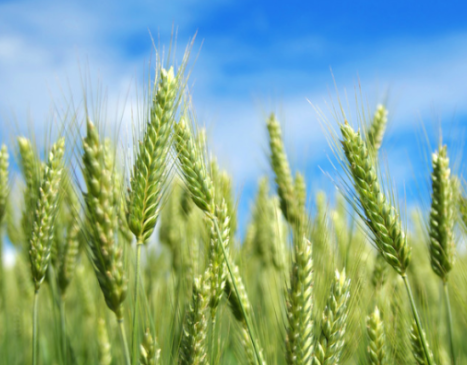農業高新技術發展趨勢與發展前景