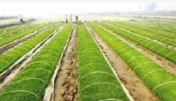 北方寒地水稻插前寄秧技術試驗示范