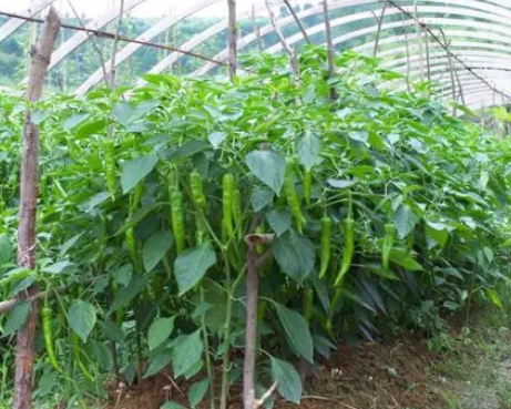 加快政和縣蔬菜產業發展的思考