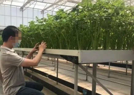 壽光蔬菜產業集群發展的現狀、問題及對策
