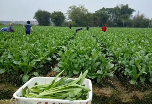 內江市蔬菜產業發展現狀與分析