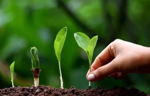 綠色植保技術在農業生產中的推廣運用淺析