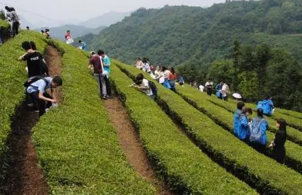 茶文化旅游與茶業經濟發展研究
