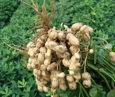 綠色農(nóng)業(yè)技術(shù)推廣存在的問題及對策分析