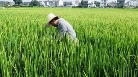 淺析農業技術推廣及水稻栽培技術