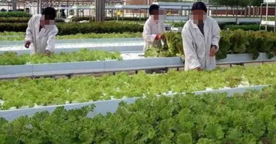談基層農業技術推廣體系建設