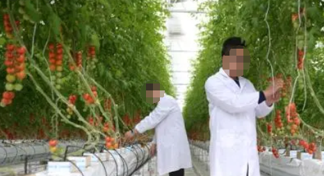 加強農業技術推廣探究
