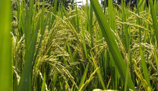 農(nóng)業(yè)推廣水稻栽培技術(shù)分析