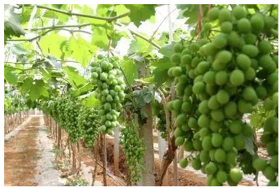 新疆特色林果高效栽培技術(shù)的探討