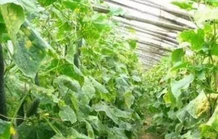 豐寧大棚蔬菜病蟲害綜合防治技術(shù)分析