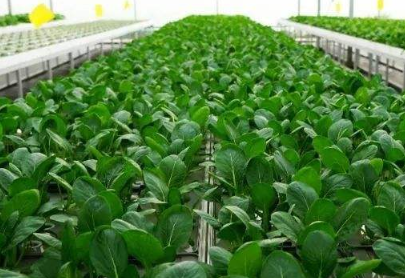 綠色農業種植技術推廣現狀及對策