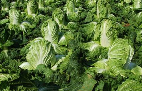 春大白菜抗病豐產栽培管理技術