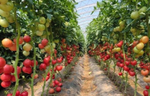 春季大棚番茄種植技術要點探析