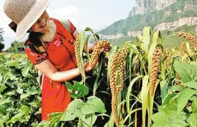 輝縣市農業氣候條件分析及災害防御對策