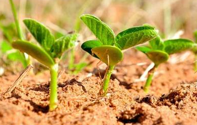 種植業(yè)結構優(yōu)化的系統(tǒng)動力學方法研究