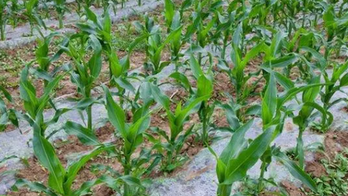 甜玉米種植技術對產量的影響