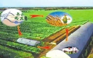 談循環(huán)農(nóng)業(yè)發(fā)展體系評價及優(yōu)化策略