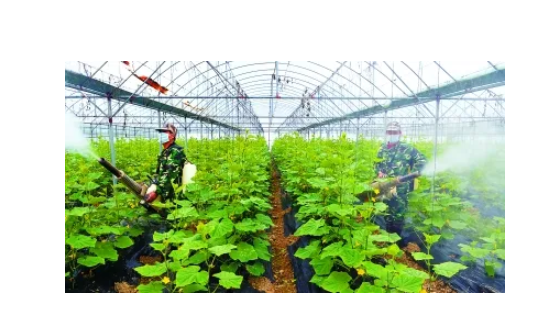 大棚蔬菜種植技術及病蟲害防治
