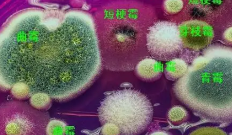 真菌毒素相關論文適合投的期刊