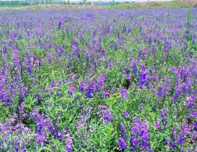 黃芩不同病蟲害的特征、危害及綜合防治
