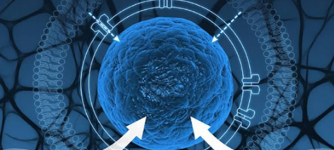 免疫療法可望治愈腫瘤 ——解讀2018年諾貝爾生理學或醫(yī)學獎