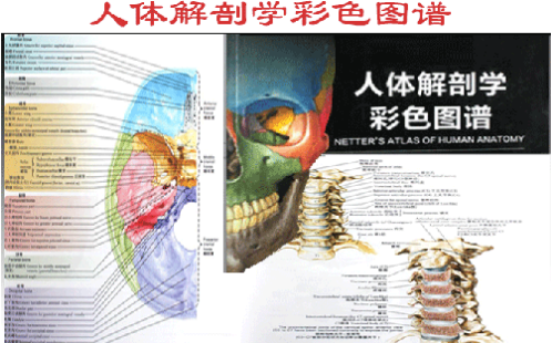 淺析人體解剖學(xué)實(shí)驗(yàn)教學(xué)模式改革與探索