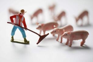 中國生豬產業與飼料行業發展建議