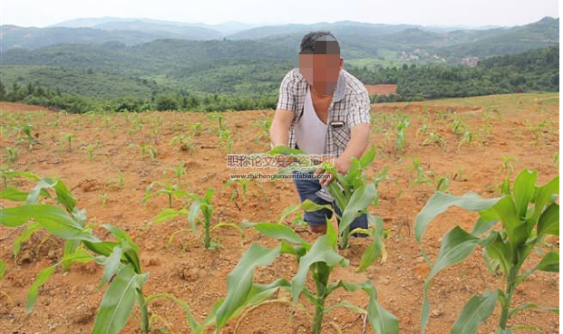不同種植方式和施肥對旱地春玉米土壤硝態氮殘留的影響
