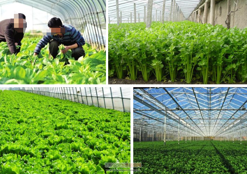 針對反季節大棚蔬菜種植技術的研究