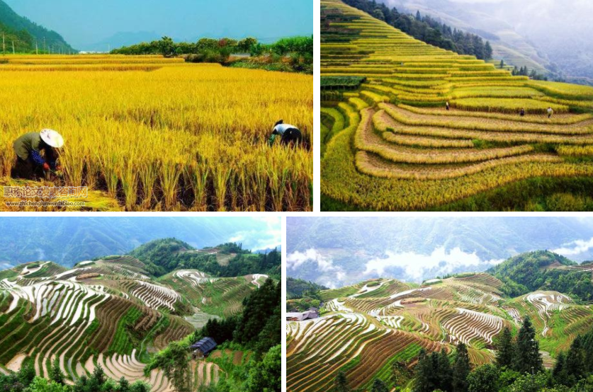 中國(guó)南方稻作區(qū)不同規(guī)模農(nóng)戶土地集約利用行為的差異比較