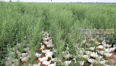 龍泉市發展生態循環農業的主要模式、措施與成效