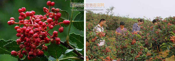 大寨鎮(zhèn)花椒林下蔬菜種植技術探索