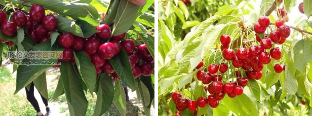大棚櫻桃套種蔬菜種植技術