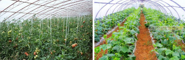 農村大棚蔬菜種植技術及相關問題