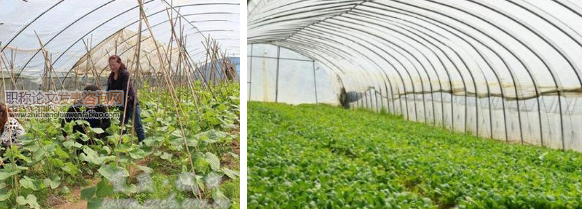淺談大棚蔬菜種植技術與病蟲害防治措施研究