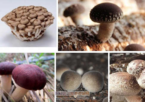 食用菌生長研究的論文發表攻略