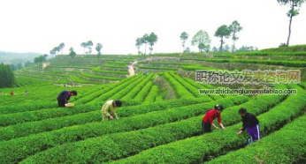 鄉鎮茶葉產業化對茶農參與綠色農業融資的影響