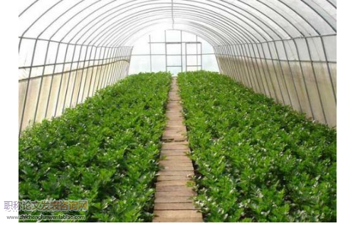 我國北方大棚蔬菜種植技術的發(fā)展現(xiàn)狀及建議