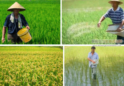氮肥用量對優(yōu)質(zhì)粳稻產(chǎn)量、品質(zhì)及氮肥利用率的影響
