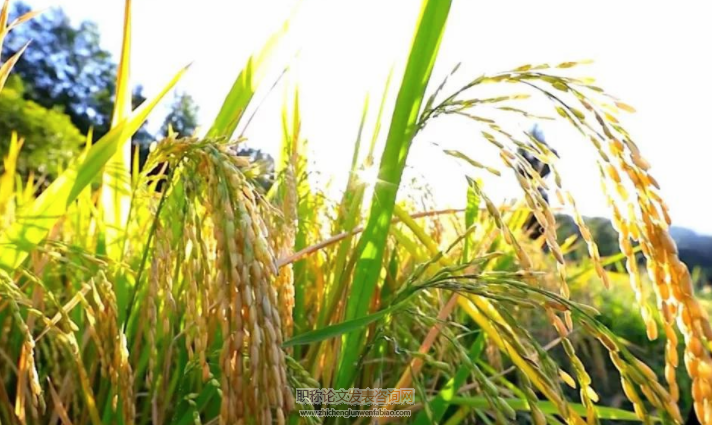 水稻品種田間小區種植鑒定程序與技術要點
