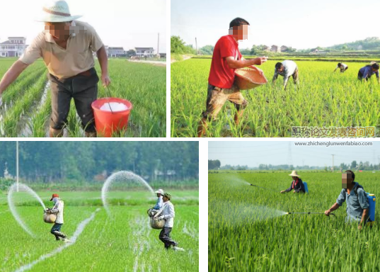 氮肥運(yùn)籌和移栽密度對(duì)水稻產(chǎn)量和品質(zhì)形成的影響
