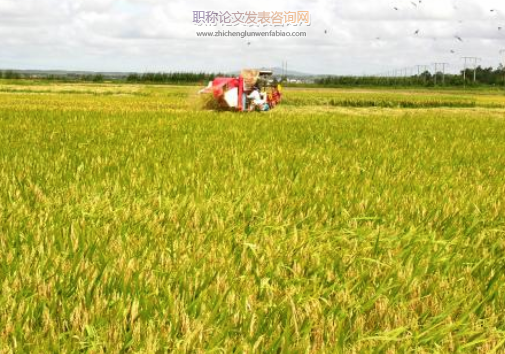 比空栽培下不同栽插密度對水稻產量及穗部性狀的影響