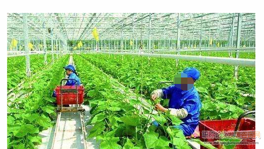 作物栽培學教學中農業技術推廣的應用