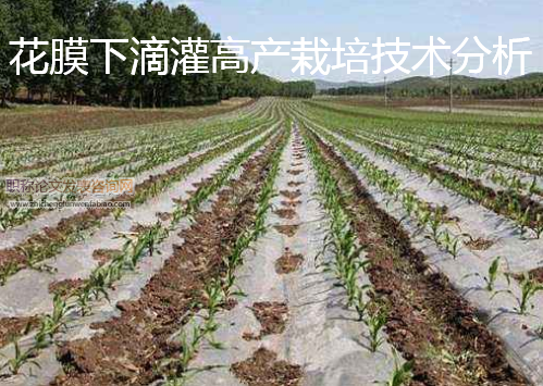 花膜下滴灌高產栽培技術分析