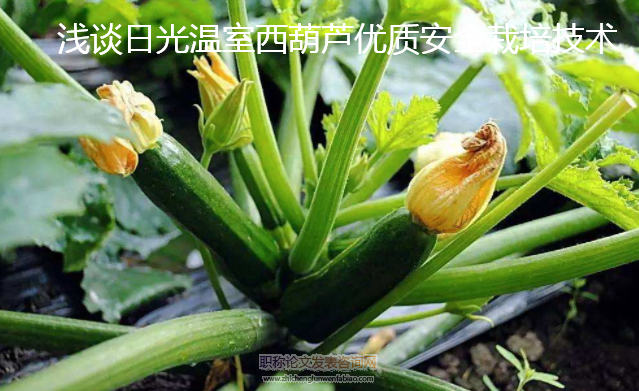 淺談日光溫室西葫蘆優(yōu)質(zhì)安全栽培技術(shù)