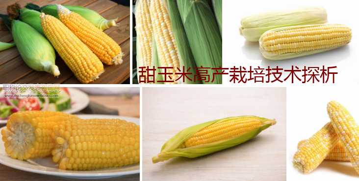 甜玉米高產栽培技術探析