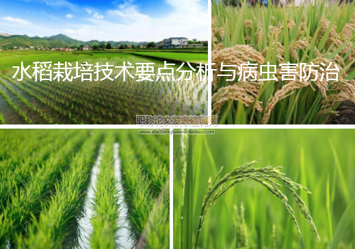 水稻栽培技術要點分析與病蟲害防治